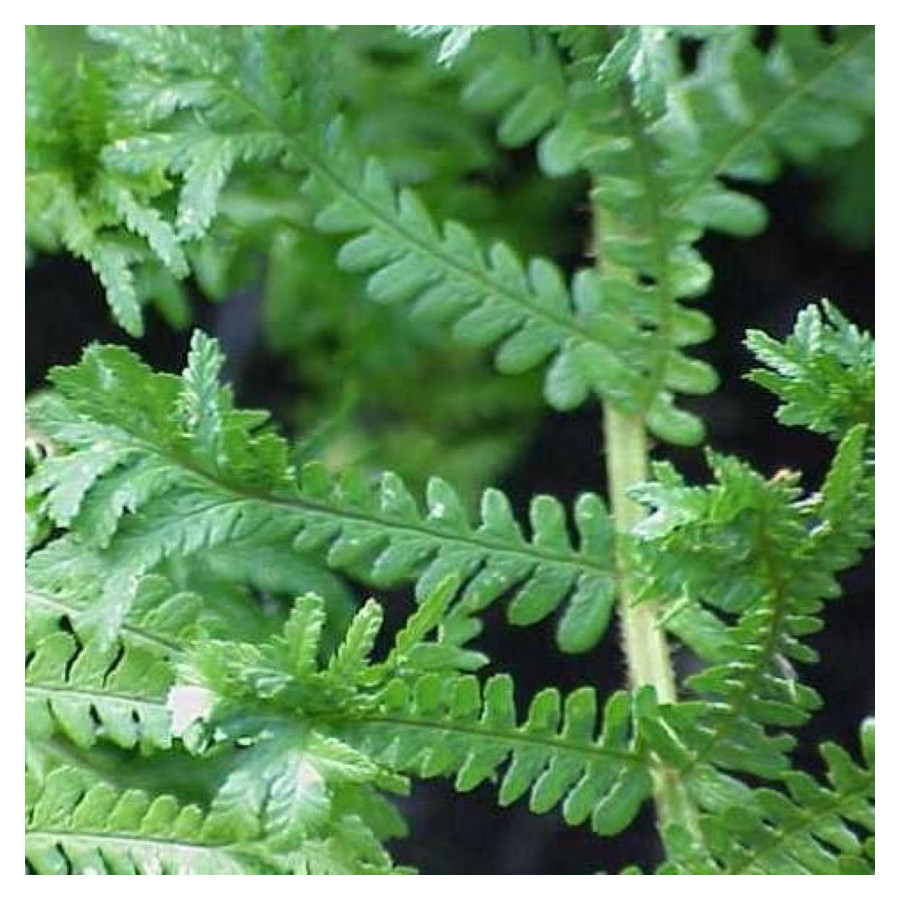 Dryopteris affinis Polydactyla Dads Narecznica mocna- Rośliny od Ogrodnika Szkółka Barcikowscy