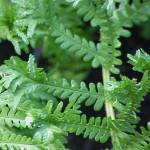 Dryopteris affinis Polydactyla Dads Narecznica mocna- Rośliny od Ogrodnika Szkółka Barcikowscy