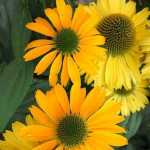 Echinacea Yellow Pearl Jeżówka- Rośliny od Ogrodnika Szkółka Barcikowscy