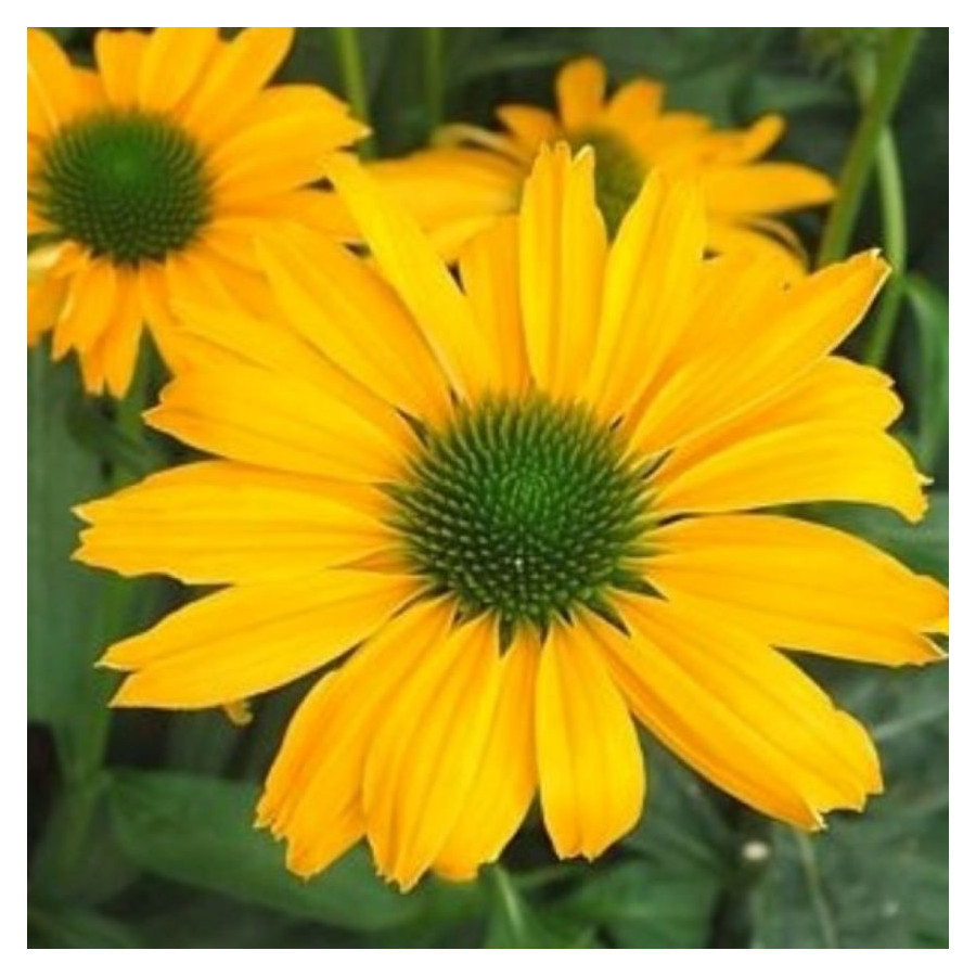 Echinacea Yellow Pearl Jeżówka- Rośliny od Ogrodnika Szkółka Barcikowscy