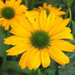 Echinacea Yellow Pearl Jeżówka- Rośliny od Ogrodnika Szkółka Barcikowscy