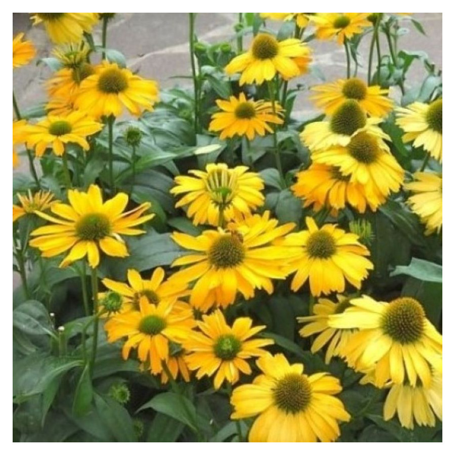 Echinacea Yellow Pearl Jeżówka- Rośliny od Ogrodnika Szkółka Barcikowscy