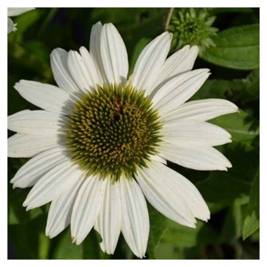 Echinacea White Pearl  Jeżówka- Rośliny od Ogrodnika Szkółka Barcikowscy