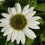 Echinacea White Pearl  Jeżówka- Rośliny od Ogrodnika Szkółka Barcikowscy