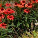 Echinacea SunMagic Fantastic Scarlet Jeżówka- Rośliny od Ogrodnika Szkółka Barcikowscy