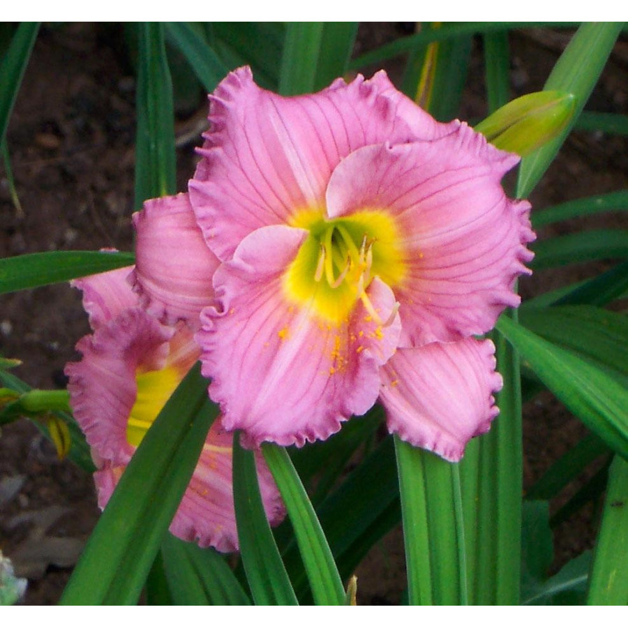 Hemerocallis Pastures of Pleasure Liliowiec