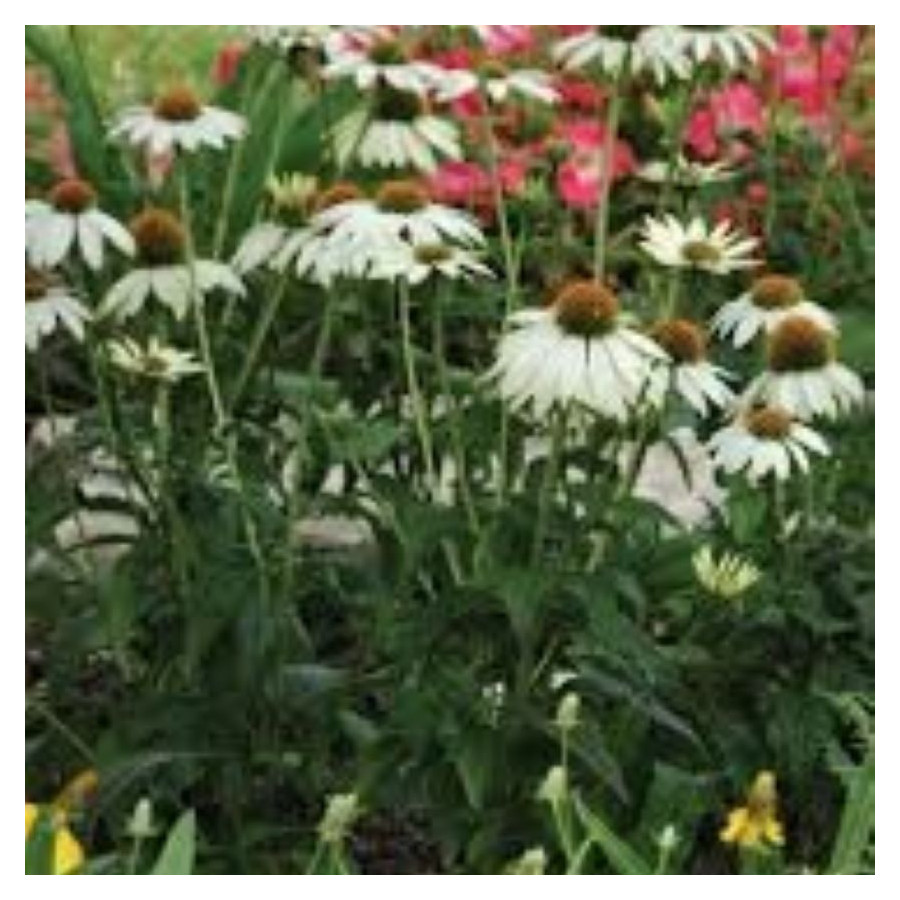 Echinacea purpurea PollyNation Mix Jeżówka purpurowa- Rośliny od Ogrodnika Szkółka Barcikowscy