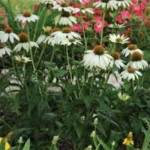 Echinacea purpurea PollyNation Mix Jeżówka purpurowa- Rośliny od Ogrodnika Szkółka Barcikowscy