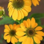 Echinacea purpurea PollyNation Golden Yellow Jeżówka purpurowa