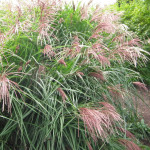 Miscanthus sinensis Kleine...