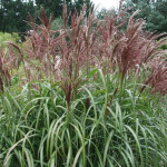 Miscanthus sinensis Malepartus Miskant chiński