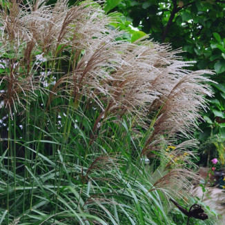 Miscanthus sinensis Malepartus Miskant chiński-Rośliny od Ogrodnika Szkółka Barcikowscy
