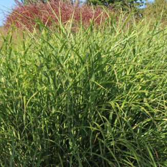 Miscanthus sinensis Punktchen Miskant chiński-Rośliny od Ogrodnika Szkółka Barcikowscy
