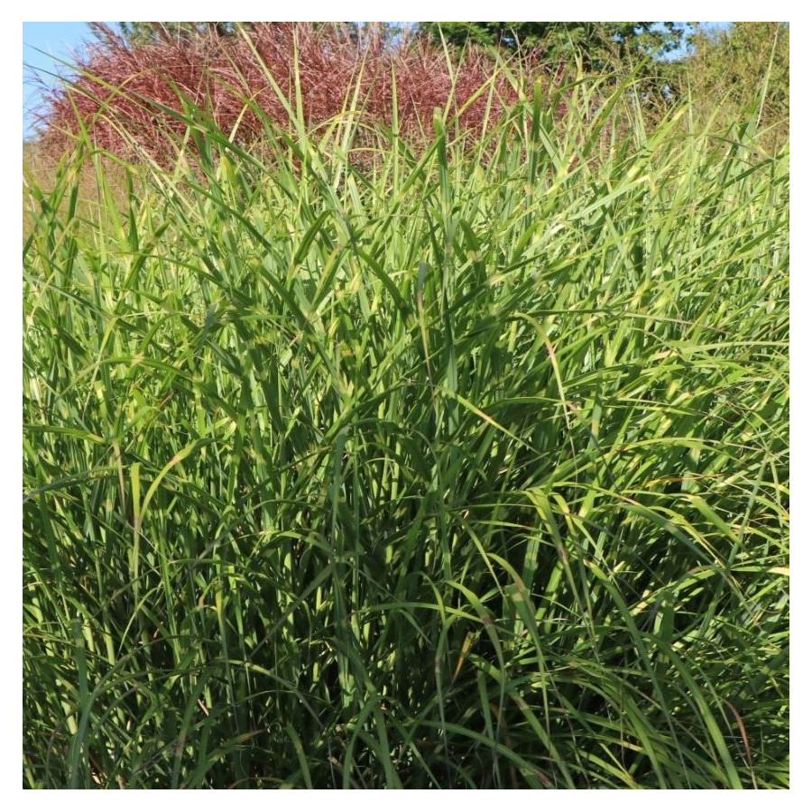 Miscanthus sinensis Punktchen Miskant chiński