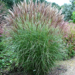 Miscanthus sinensis Punktchen Miskant chiński