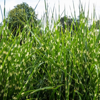 Miscanthus sinesis Strictus Miskant chiński-Rośliny od Ogrodnika, Szkółka Barcikowscy