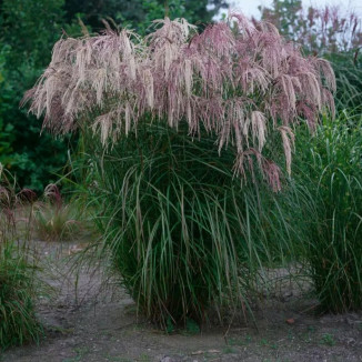 Miscanthus sinensis Kaskade Miskant chiński