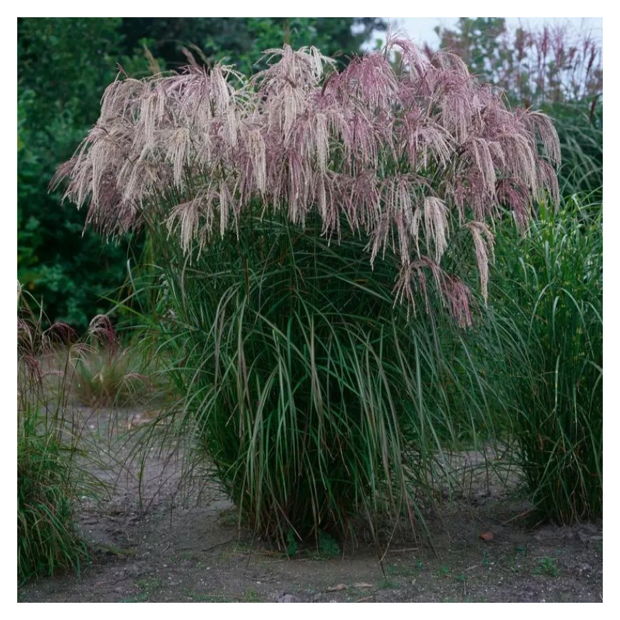 Miscanthus sinensis Kaskade Miskant chiński