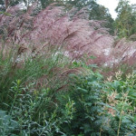 Miscanthus sinensis Kaskade Miskant chiński