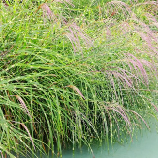 Miscanthus sinensis Krater Miskant chiński- Rośliny od Ogrodnika Szkółka Barcikowscy