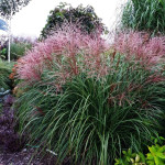Miscanthus sinensis Krater Miskant chiński