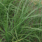 Miscanthus sinensis Krater Miskant chiński