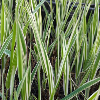 Phalaris arundinacea Picta Mozga Trzcinowata- Rośliny od Ogrodnika Szkółka Barcikowscy