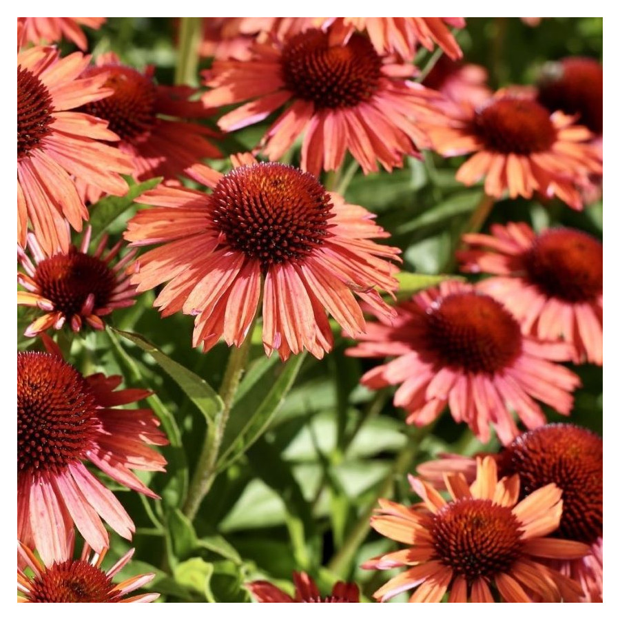 Echinacea Meditation Orange Jeżówka- Rośliny od Ogrodnika Szkółka Barcikowscy