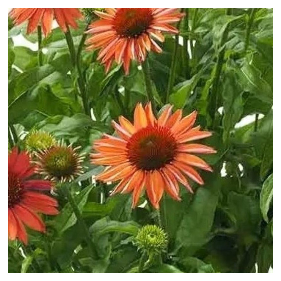 Echinacea Meditation Orange Jeżówka- Rośliny od Ogrodnika Szkółka Barcikowscy