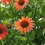Echinacea Meditation Orange Jeżówka- Rośliny od Ogrodnika Szkółka Barcikowscy