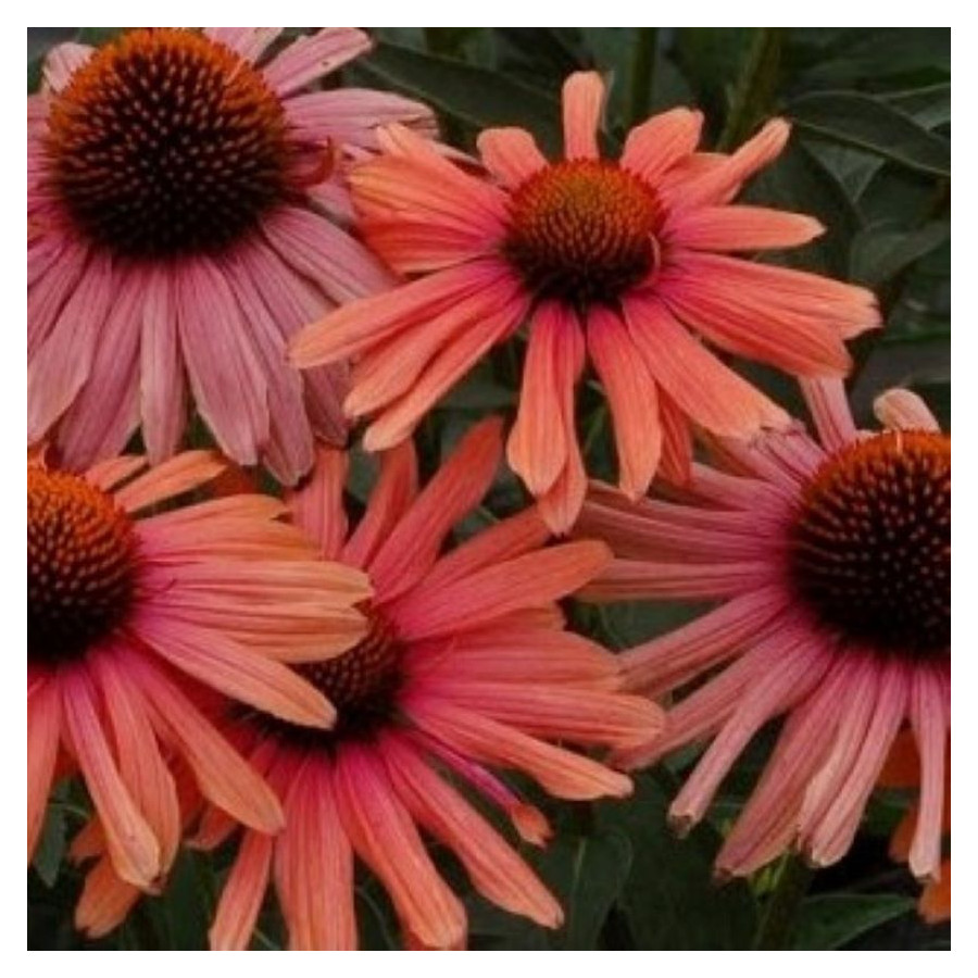 Echinacea Meditation Cerise Jeżówka- Rośliny od Ogrodnika Szkółka Barcikowscy