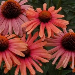 Echinacea Meditation Cerise Jeżówka- Rośliny od Ogrodnika Szkółka Barcikowscy