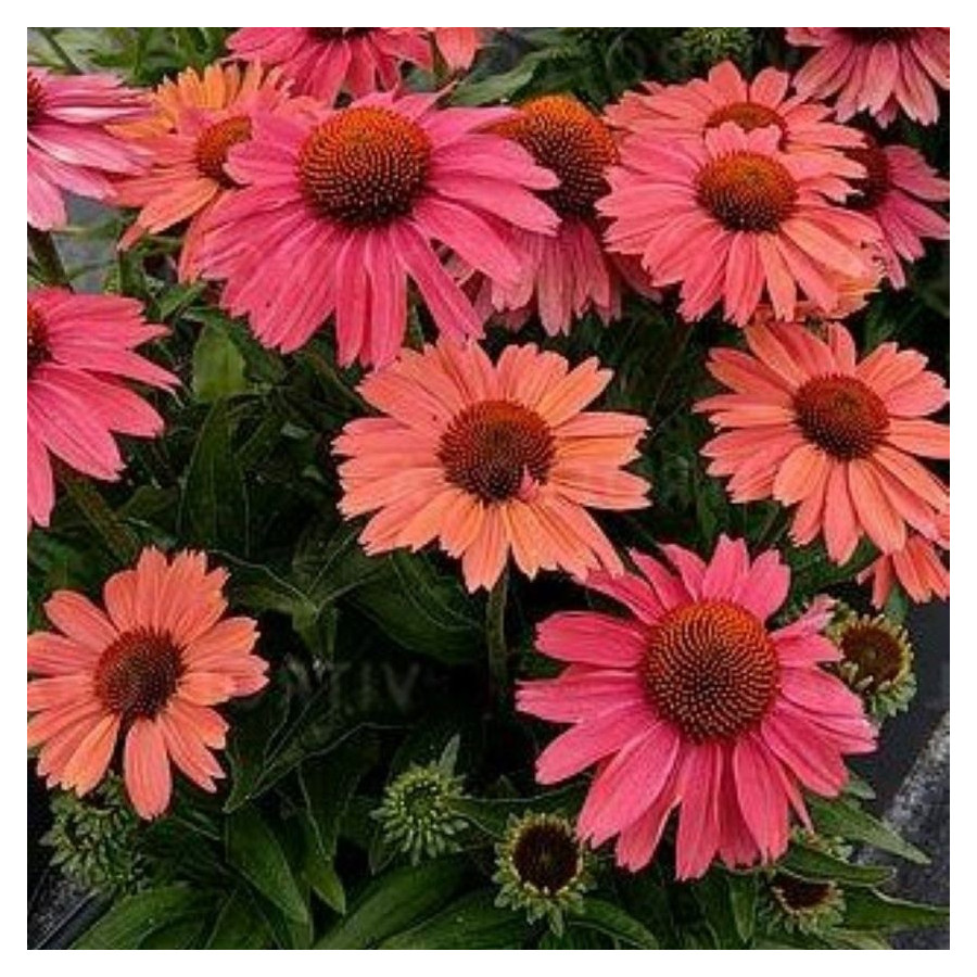 Echinacea Meditation Cerise Jeżówka- Rośliny od Ogrodnika Szkółka Barcikowscy