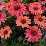 Echinacea Meditation Cerise Jeżówka- Rośliny od Ogrodnika Szkółka Barcikowscy