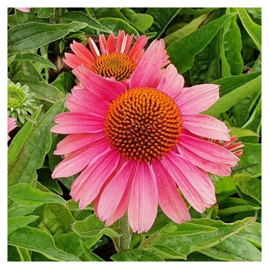 Echinacea Meditation Cerise Jeżówka- Rośliny od Ogrodnika Szkółka Barcikowscy