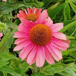 Echinacea Meditation Cerise Jeżówka- Rośliny od Ogrodnika Szkółka Barcikowscy