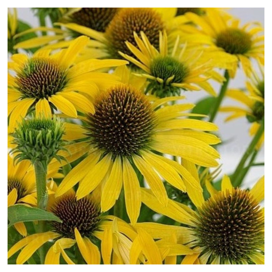 Echinacea Fountain yellow Jeżówka - Rośliny od Ogrodnika Szkółka Barcikowscy