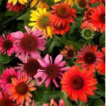 Echinacea hybrida Cheyenne Spirit Jeżówka- Rośliny od Ogrodnika Szkółka Barcikowscy