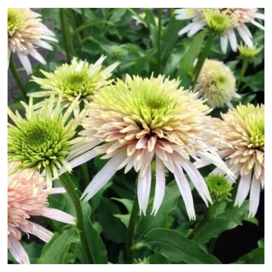 Echinacea Cherry Fluff Jeżówka- Rośliny od Ogrodnika Szkółka Barcikowscy