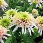 Echinacea Cherry Fluff Jeżówka- Rośliny od Ogrodnika Szkółka Barcikowscy