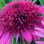 Echinacea Blueberry Cheesecake Jeżówka