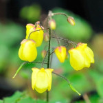 Epimedium Sunny And Share Epimedium