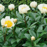 Paeonia lactiflora Claire de Lune Piwonia chińska