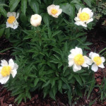 Paeonia lactiflora Claire de Lune Piwonia chińska