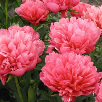 Paeonia lactiflora Lorelei...