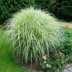 Miscanthus sinensis...