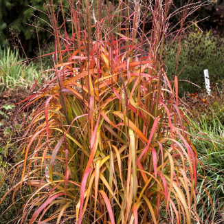Miscanthus sinensis Navajo Miskant chiński- Rośliny od Ogrodnika Szkółka Barcikowscy