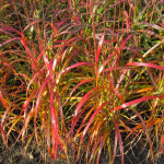 Miscanthus sinensis Navajo Miskant chiński