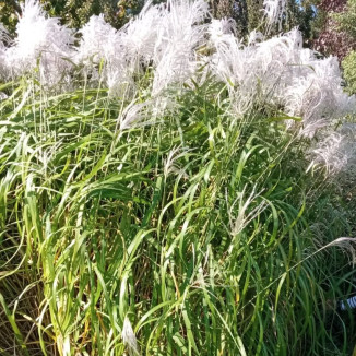 Miscanthus sinensis Memory Miskant chiński - Rośliny od Ogrodnika Szkółka Barcikowscy
