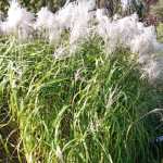 Miscanthus sinensis Memory...
